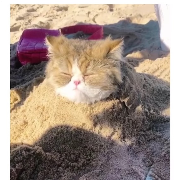 Meet your Posher, Elle - Picture 1 of 1